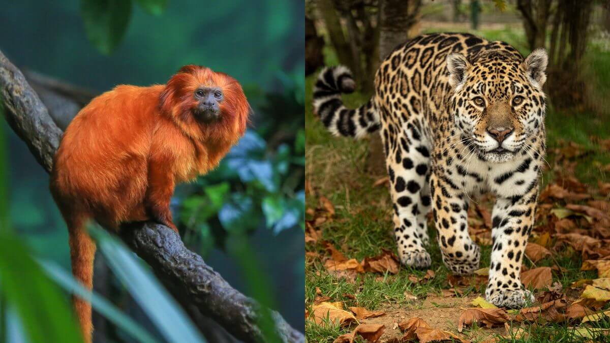 10 animais que estão em extinção no Brasil - Click Nova Olímpia