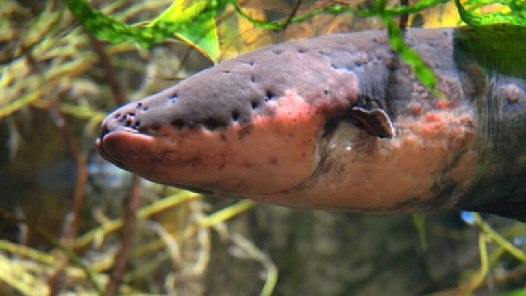O choque mais potente do mundo: conheça o poraquê, o peixe de 860 volts ...